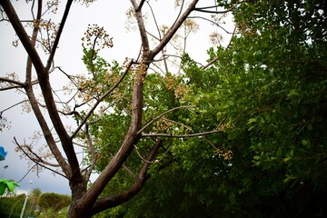 Leafy garden scenery. High quality photo