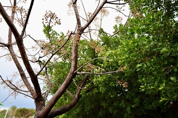 Leafy garden scenery. High quality photo