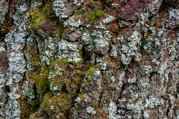 Moss on the bark of an old tree closeup. Rough prints of tree bark.