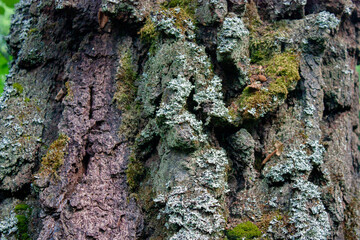 Moss on the bark of an old tree closeup. Rough prints of tree bark.