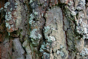 Moss on the bark of an old tree closeup. Rough prints of tree bark.