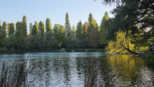 Inokashira pond in Tokyo, Japan