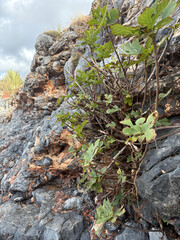 Leafy garden scenery. High quality photo