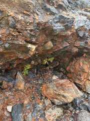 Rocky Fig Plant. High quality photo