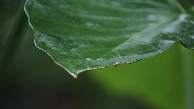 close up shot of taro leaves during drizzle