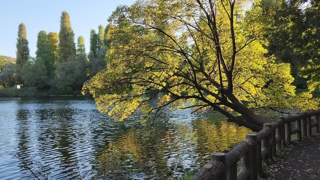 Tilted tree in Inokashira pond during early autumn in Tokyo, Japan