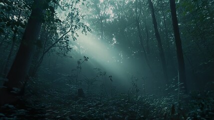 Obraz premium Sunbeams in a Misty Forest: An Enchanting Landscape