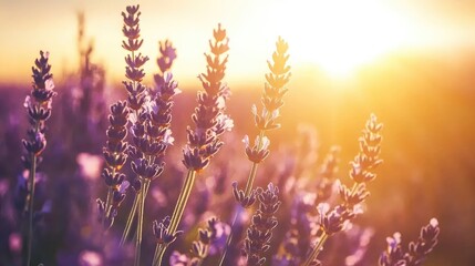 Obraz premium A soft-focused image of blooming lavender flowers at sunset, capturing the essence of summer with sunlight illuminating the lavender field. Perfect for promoting lavender perfume or aromatherapy.