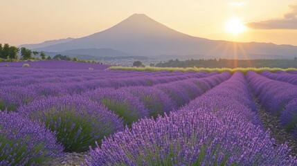 Fototapeta premium A soft-focused image of blooming lavender flowers at sunset, capturing the essence of summer with sunlight illuminating the lavender field. Perfect for promoting lavender perfume or aromatherapy.