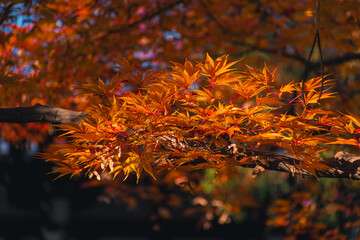 Close up to colorful leaves during the autumn season in Japan