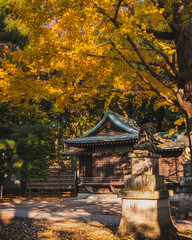 Japanese Buddhist temple during the autumn season, surounded by autumn colourful trees 