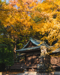 Japanese Buddhist temple during the autumn season, surounded by autumn colourful trees 