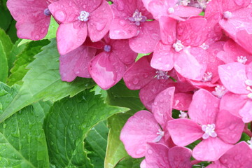 Fototapeta premium 紫陽花