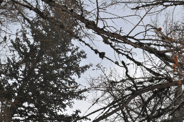 Beautiful background on a Christmas theme with snowdrifts, snowfall and a blurred background. Snow, forest, trees