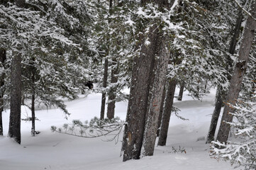 Fototapeta premium Beautiful background on a Christmas theme with snowdrifts, snowfall and a blurred background. Snow, forest, trees