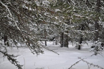 Beautiful background on a Christmas theme with snowdrifts, snowfall and a blurred background. Snow, forest, trees