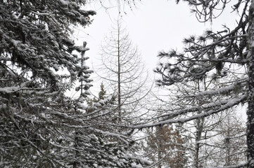 Beautiful background on a Christmas theme with snowdrifts, snowfall and a blurred background. Snow, forest, trees