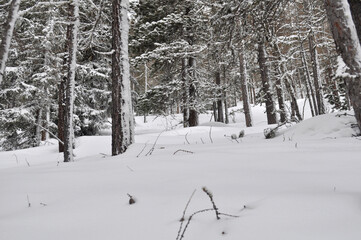 Beautiful background on a Christmas theme with snowdrifts, snowfall and a blurred background. Snow, forest, trees