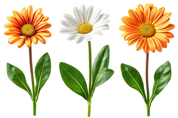 Naklejka premium set of transvaal daisy with green leaves isolated on a white background