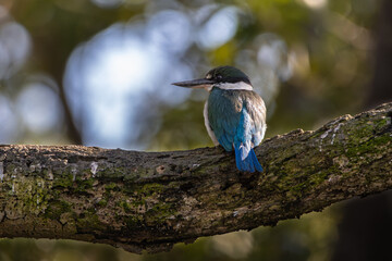 A Torresian Kingfisher perched on a branch