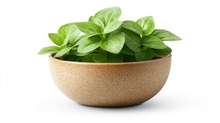 Fresh green herbs in a brown bowl isolated on white background.