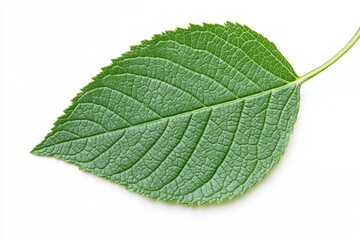 Obraz premium Single green leaf isolated on white background. (4)