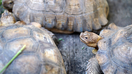 A close-up of several tortoises interacting on a natural surface, showcasing their unique textures and colors.