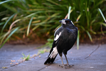 Australian magpie standing in a paved courtyard with its head turned to the left, with plants in the background