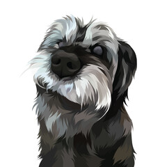 schnauzer dog portrait