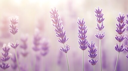 Naklejka premium Lavender Flowers Bloom in Soft Sunlight Field