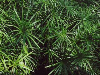 Close-up of the leaves of the Papyrus by the pond for a natural and environmental background.