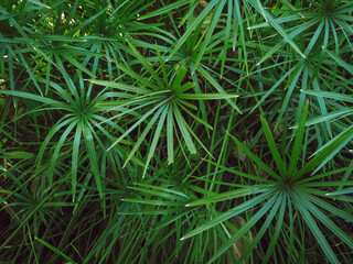 Close-up of the leaves of the Papyrus by the pond for a natural and environmental background.
