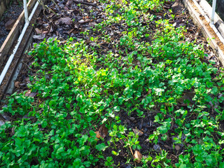 Organic vegetable garden, fresh vegetables for cooking    