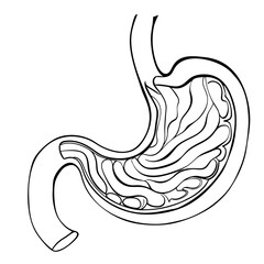 Stomach