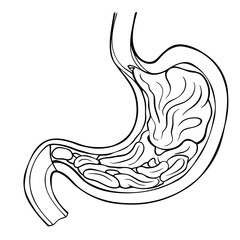 Stomach