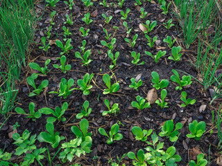 Organic vegetable garden, fresh vegetables for cooking    