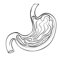 Stomach