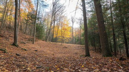 Fototapeta premium Autumn Forest Landscape with Colorful Leaves and Tree Shadows