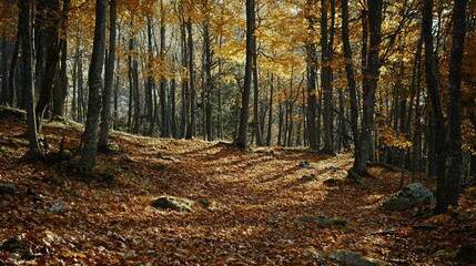 Obraz premium Tranquil Forest Pathway Surrounded by Vibrant Autumn Foliage