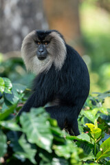 Lion-tailed macaque sitting at coffee plantation 