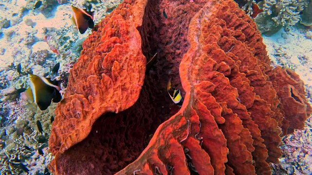 Moorish idols and horned bannerfish feed on and around a giant barrel sponge.