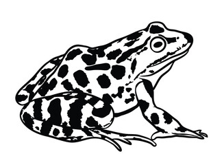 Frog vector art  eps