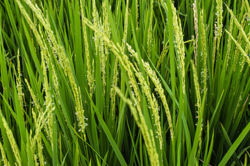 Close-up view of rice seeds on rice cobs in rice field.