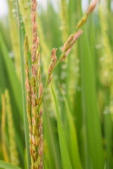 Close-up of rice seeds on rice cobs in the rice field.