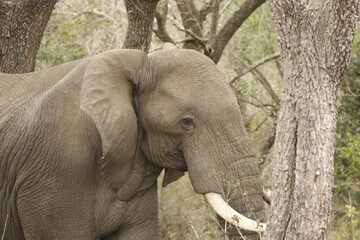 Majestic elephant in its natural habitat