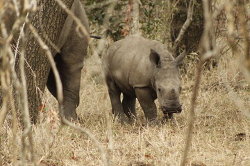 Rhino calf in natural habitat