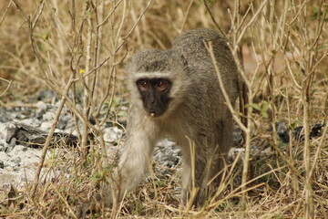 Vervet monkey in natural habitat