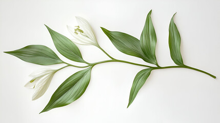 Obraz premium Elegant White Flowers and Green Leaves Arrangement
