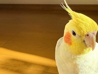 そっぽを向くオカメインコ