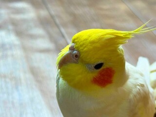 首をかしげるオカメインコ